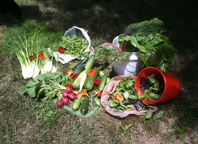Harvest final